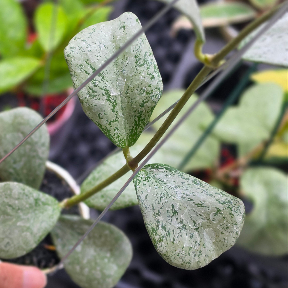 Hoya chiang dao silver