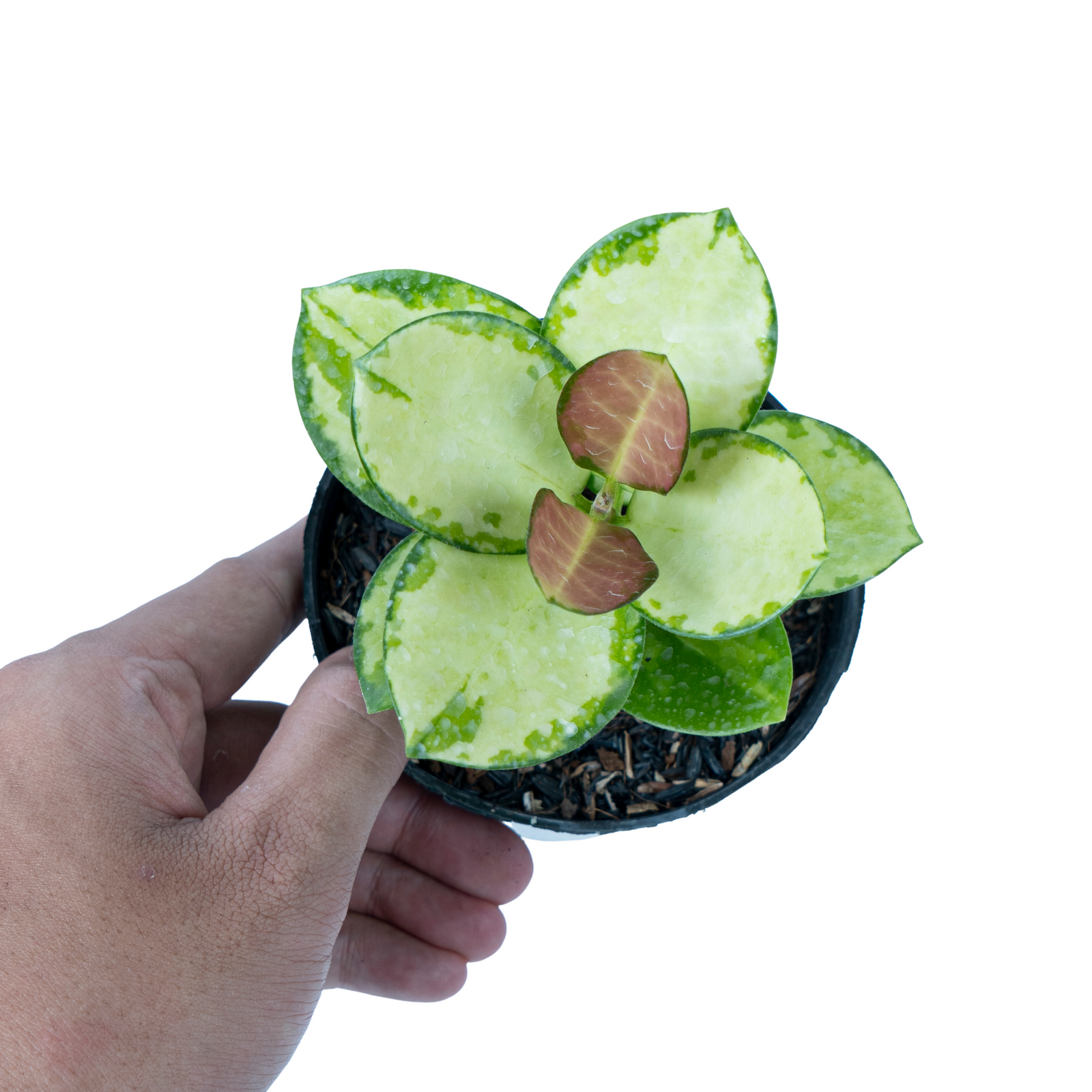 10_2e619f6d-985f-4a98-ac62-