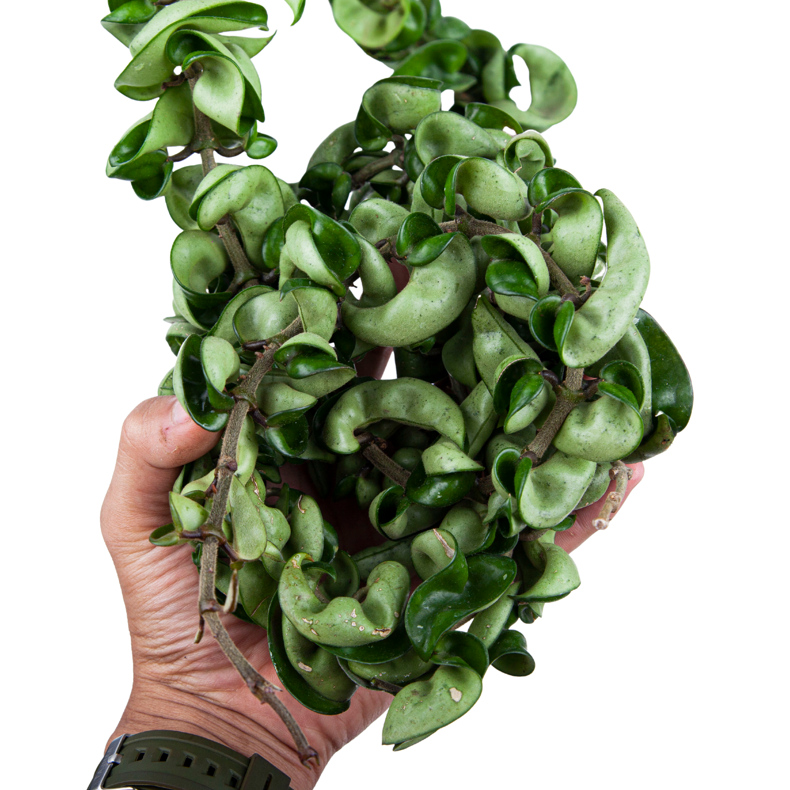 Hoya Compacta Long