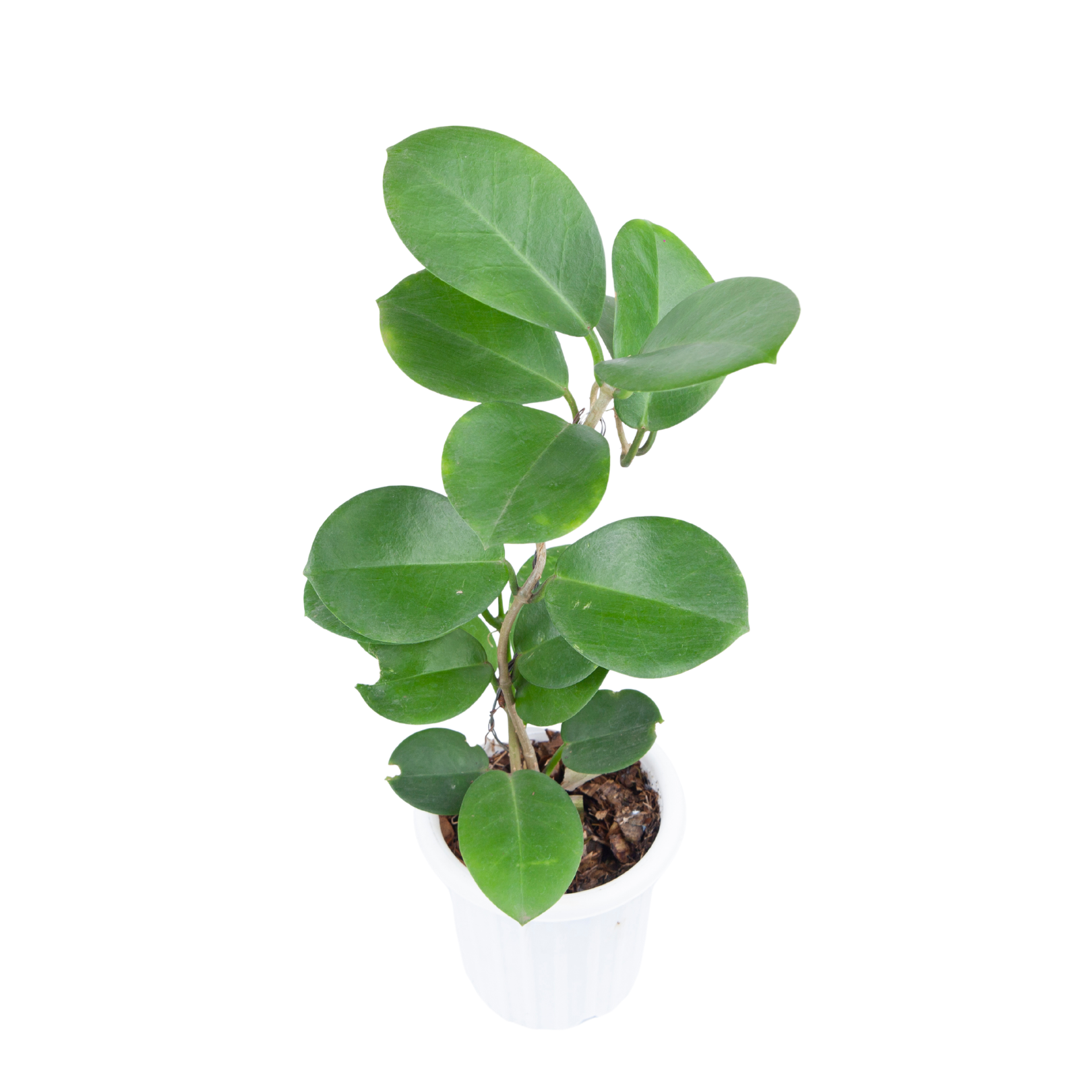 Hoya Australis