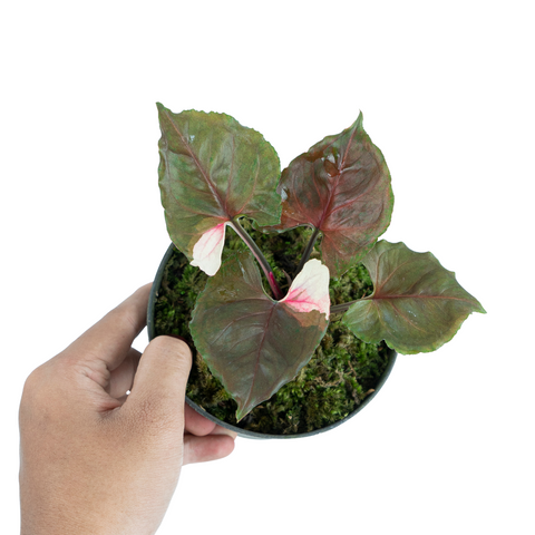 Syngonium Strawberry Ice