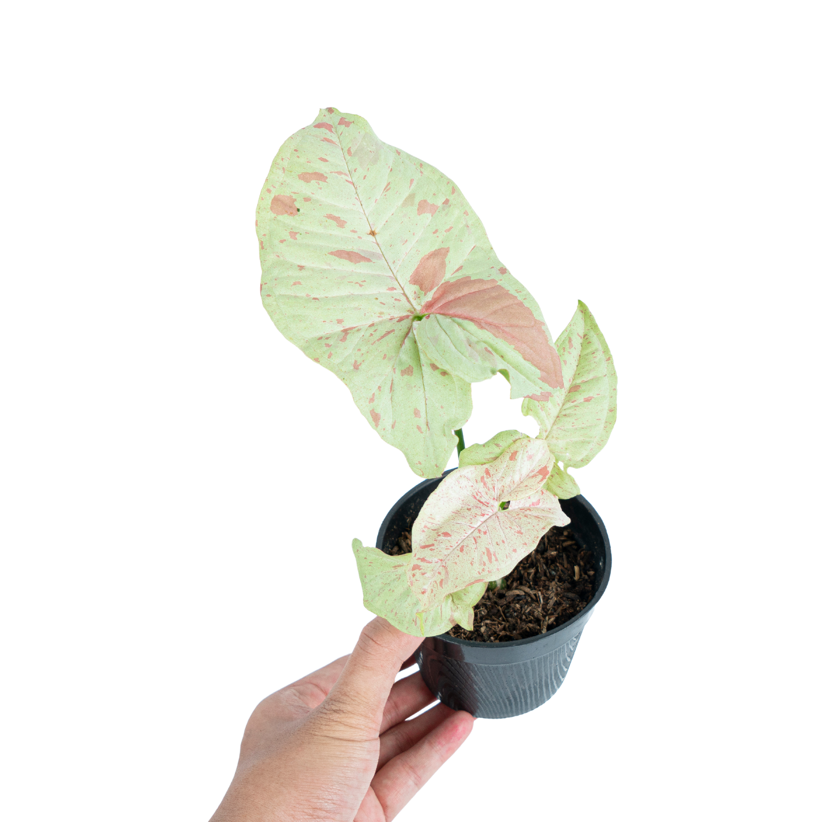 Syngonium Milk Confetti