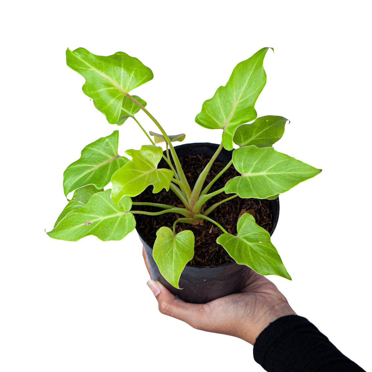 golden xanadu philodendron Philodendron Golden Xanadu