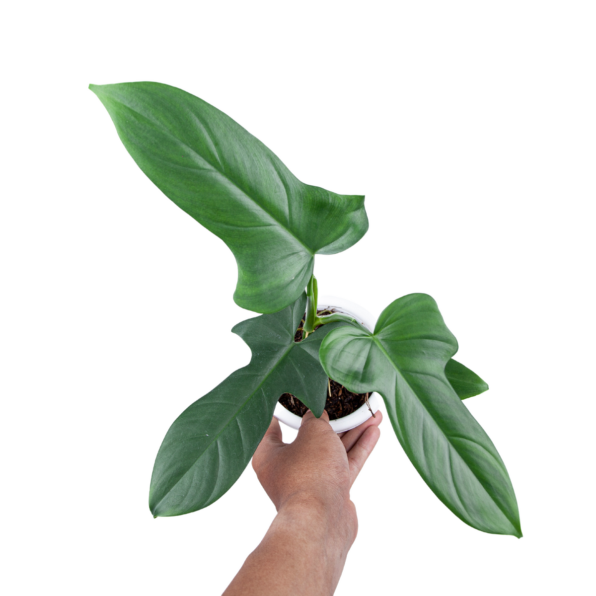 bipennifolium philodendron Philodendron Bipennifolium