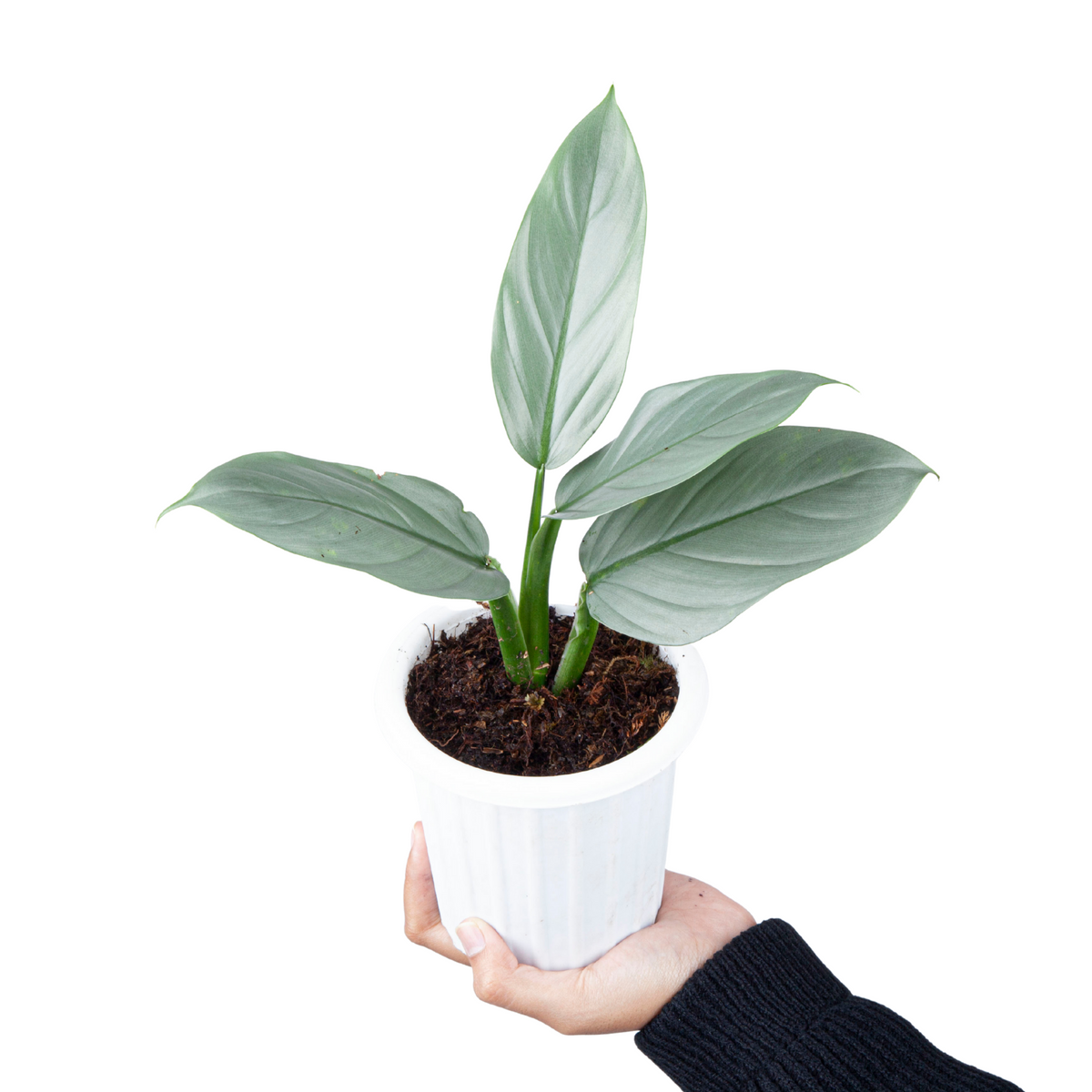 Philodendron Hastatum Silver Sword, 6