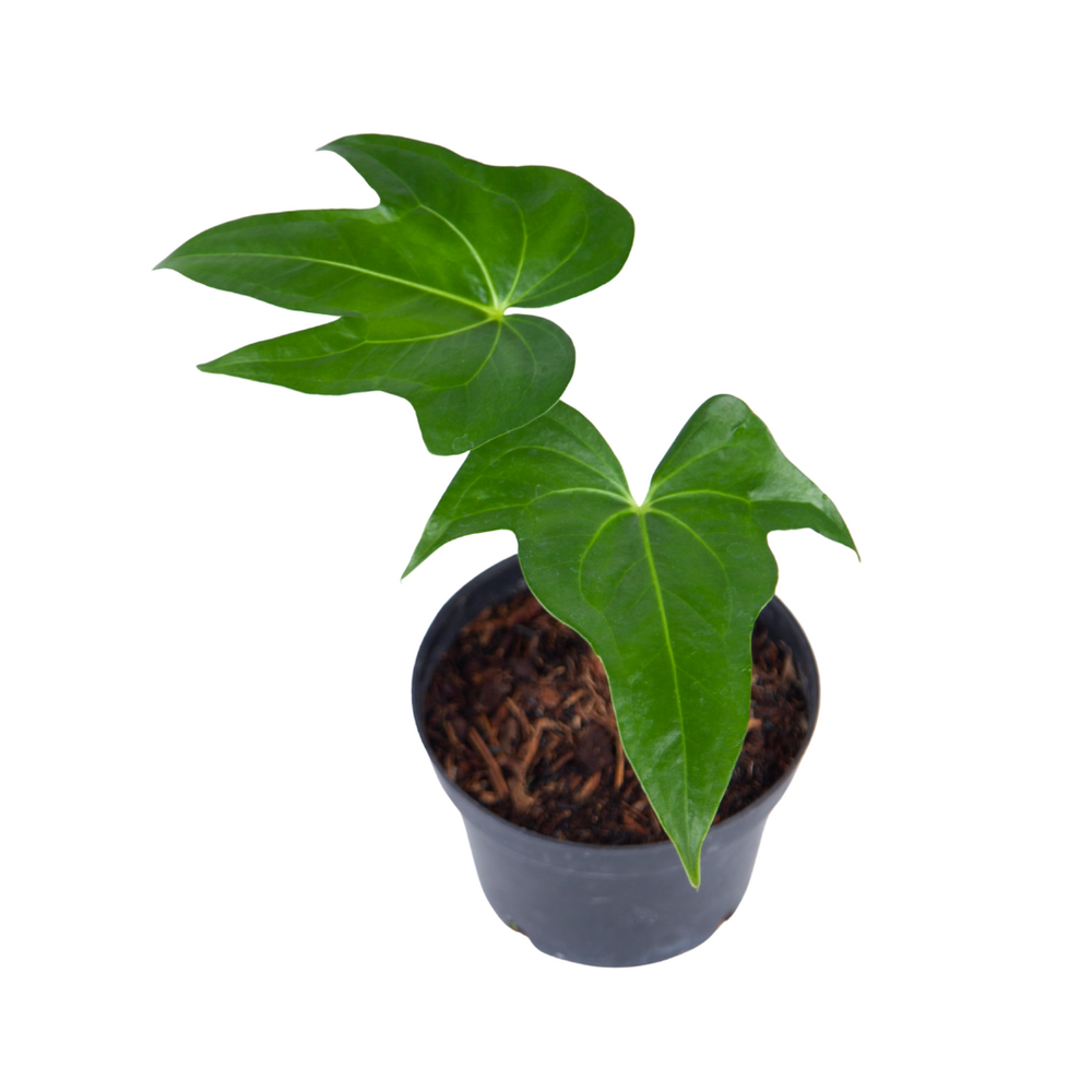 2_4c1de276-9ed6-45cc-831c-