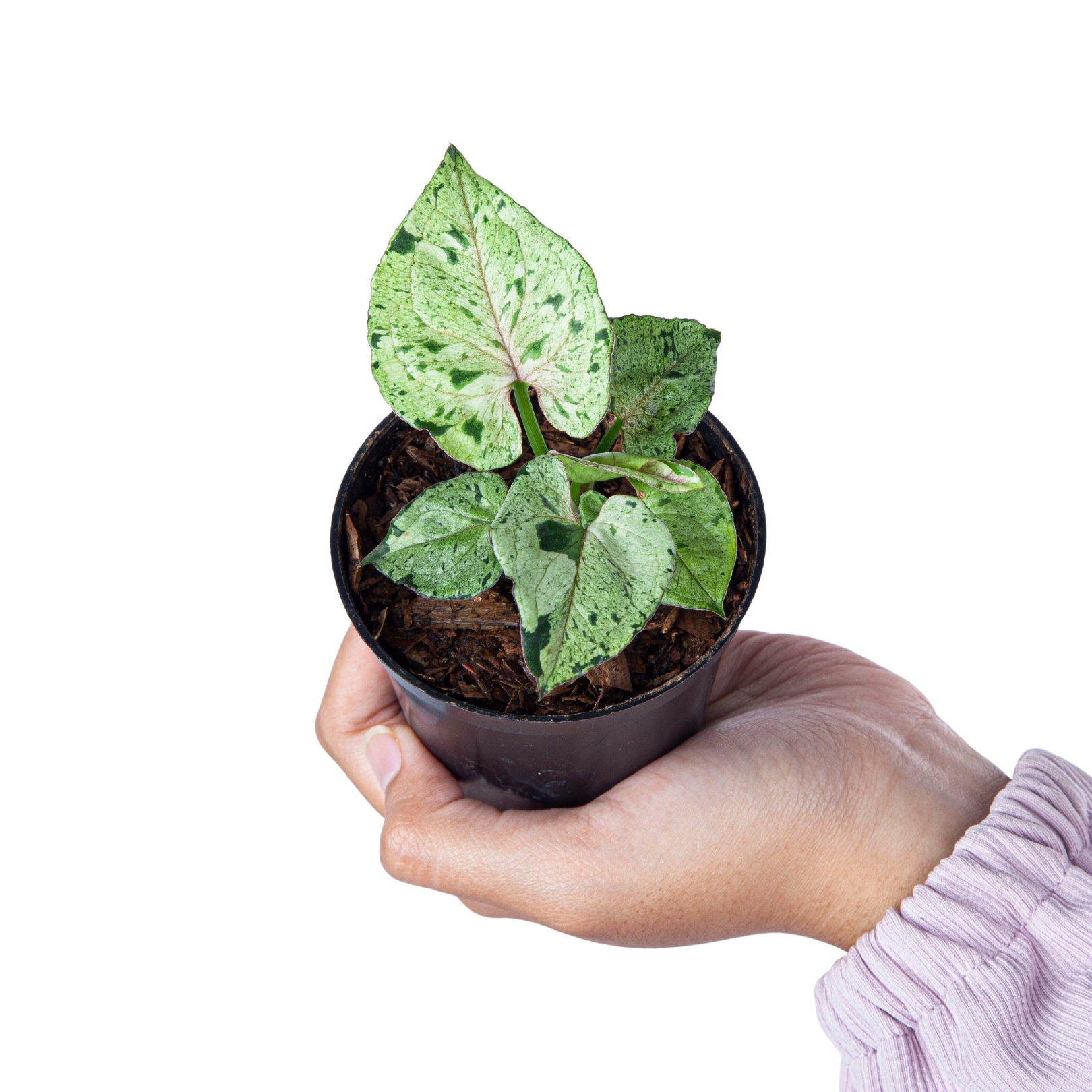 Syngonium Green Splash