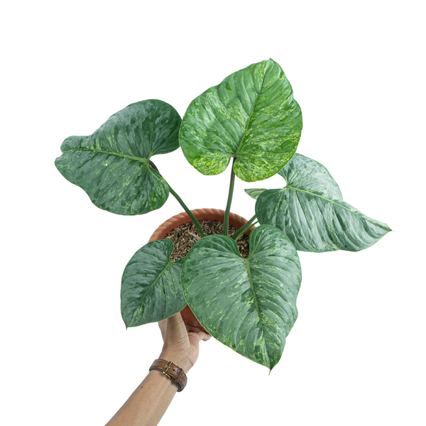 Philodendron Sodiroi Variegated ( Mature size )