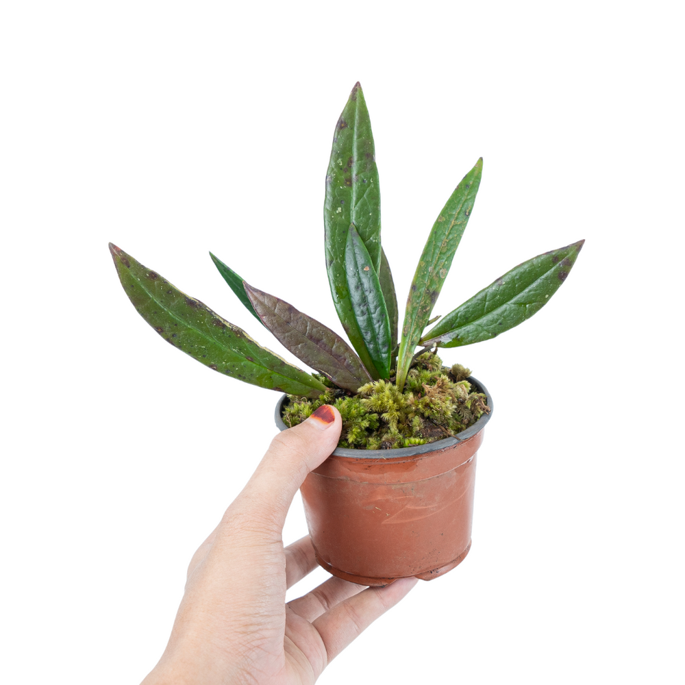 高級感 Hoya Sulawesiana – Aroid Market その他観葉植物