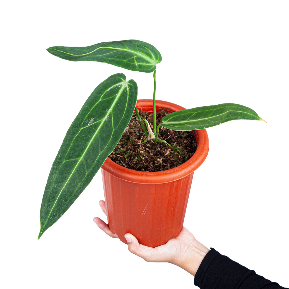 Anthurium Warocqueanum - Medium size – Aroid Market Anthurium Warocqueanum - Medium size – Aroid Market