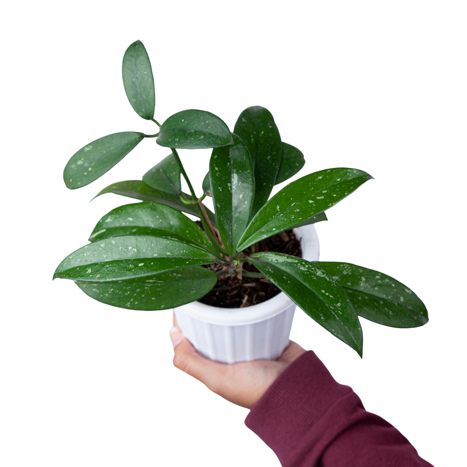 Hoya pubicalyx