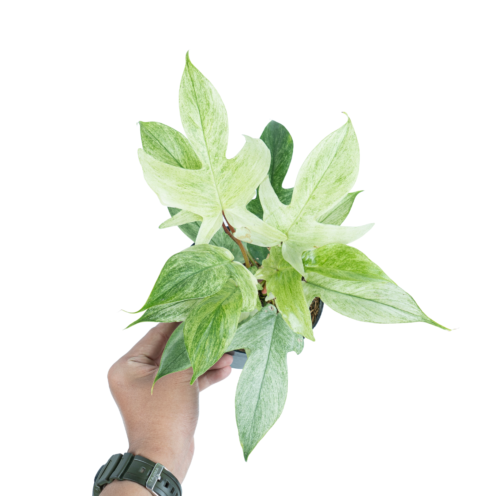 Philodendron Florida Ghost