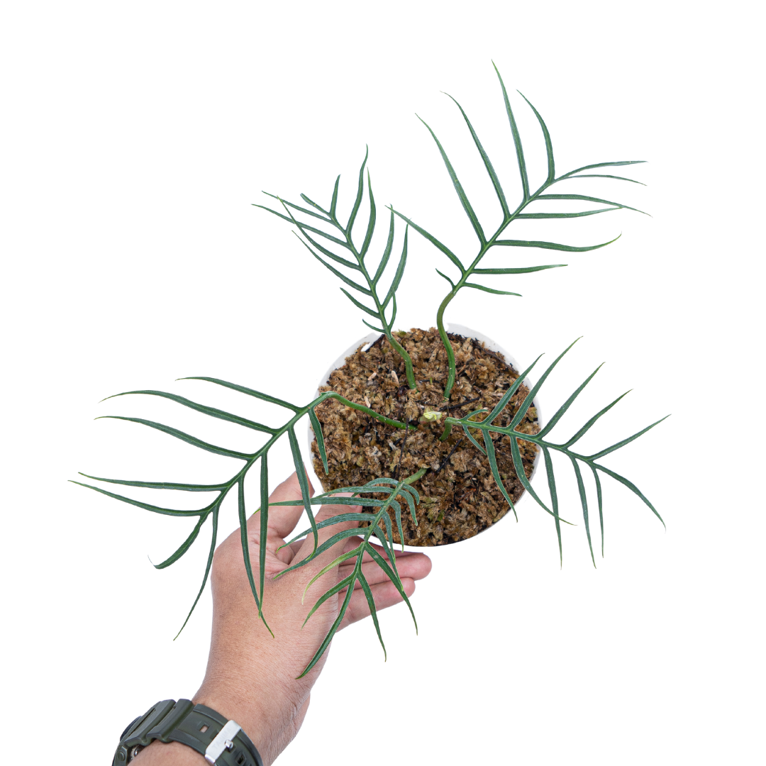 Philodendron Tortum