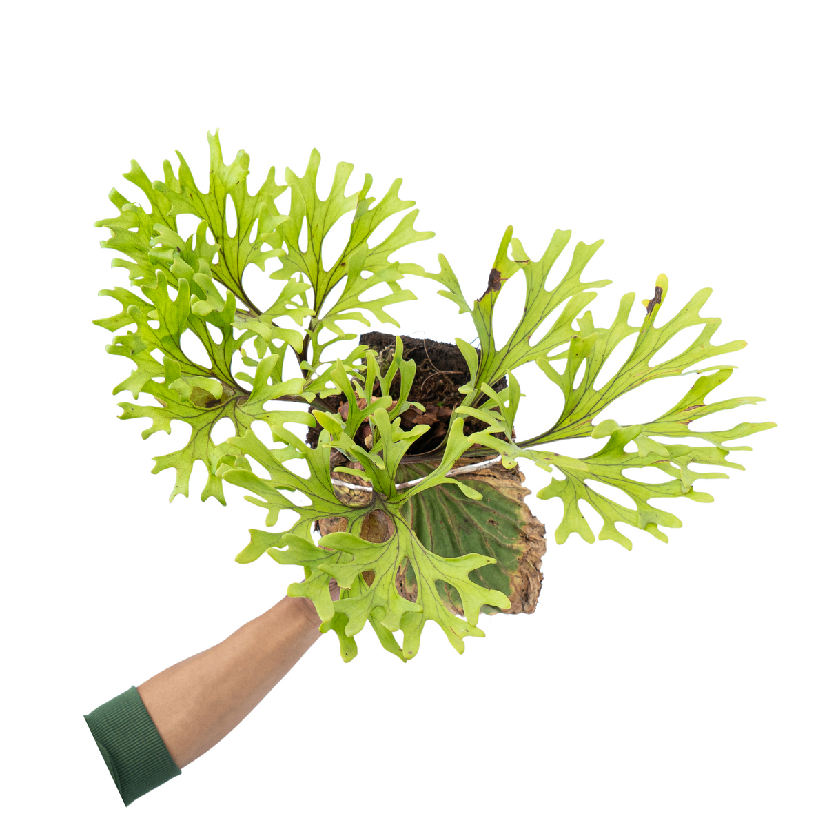Platycerium – Aroid Market