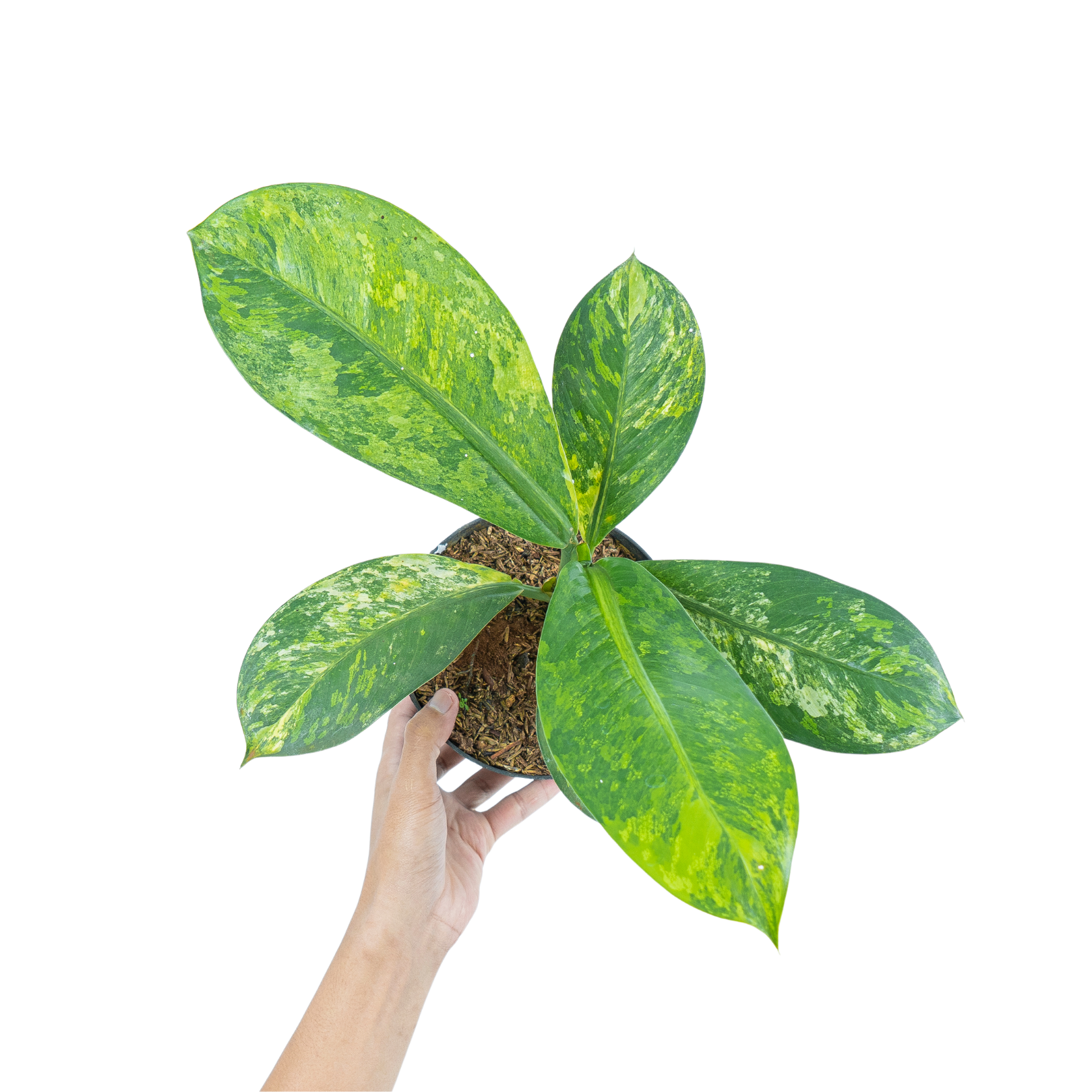 Dieffenbachia Yellow Variegated