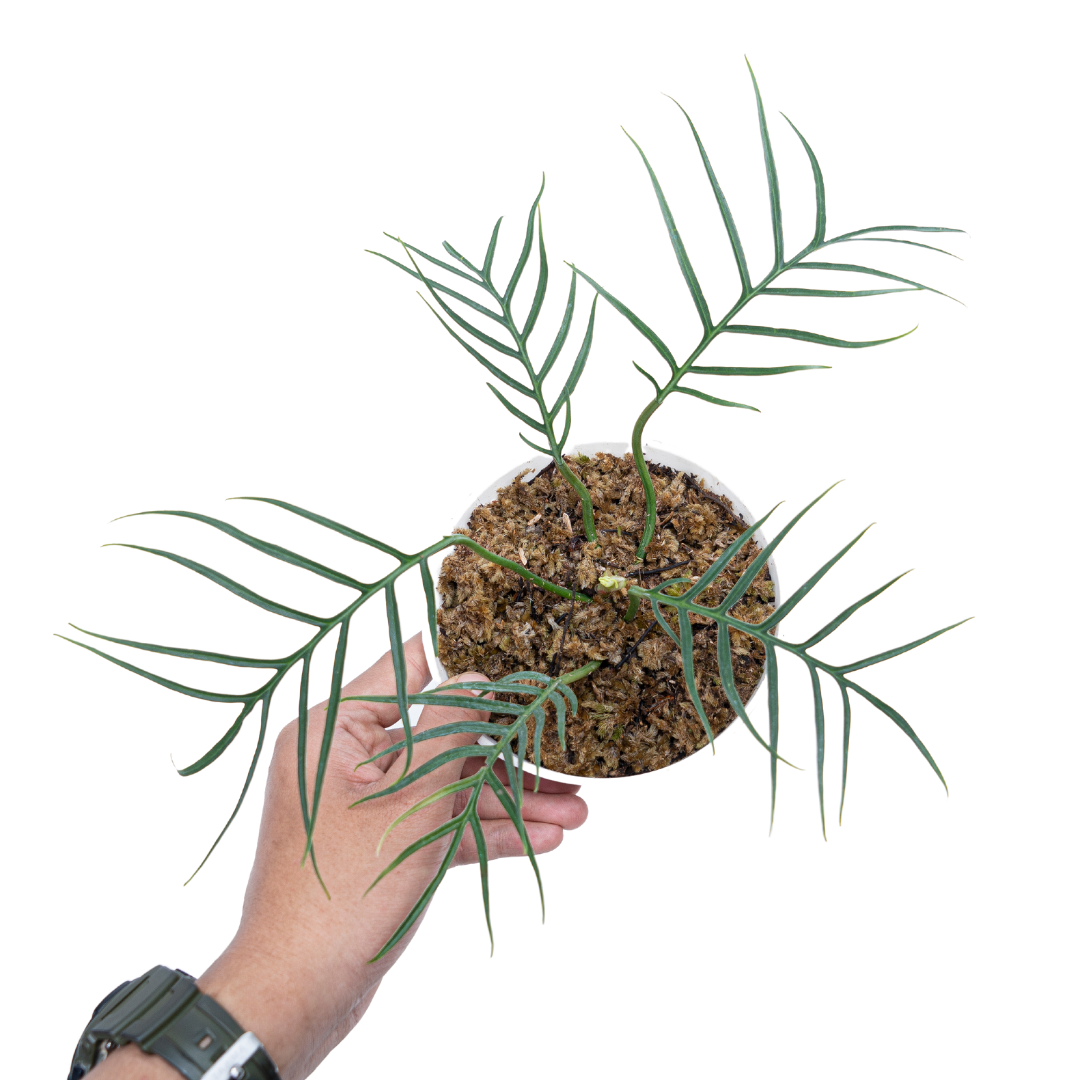 Philodendron Tortum