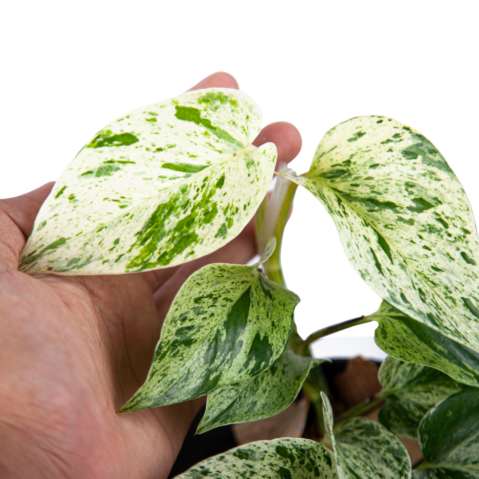Epipremnum Aurea Marble Queen