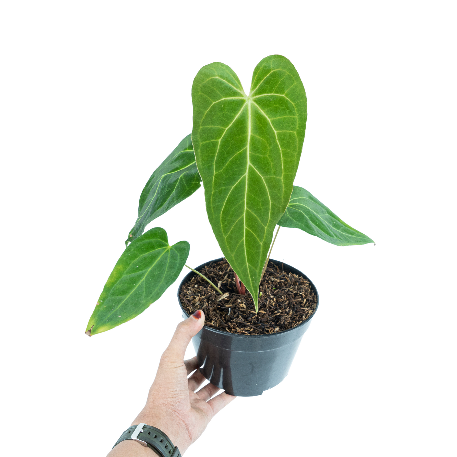 Anthurium Green Mamba ( Warocqueanum x Magnificum verde