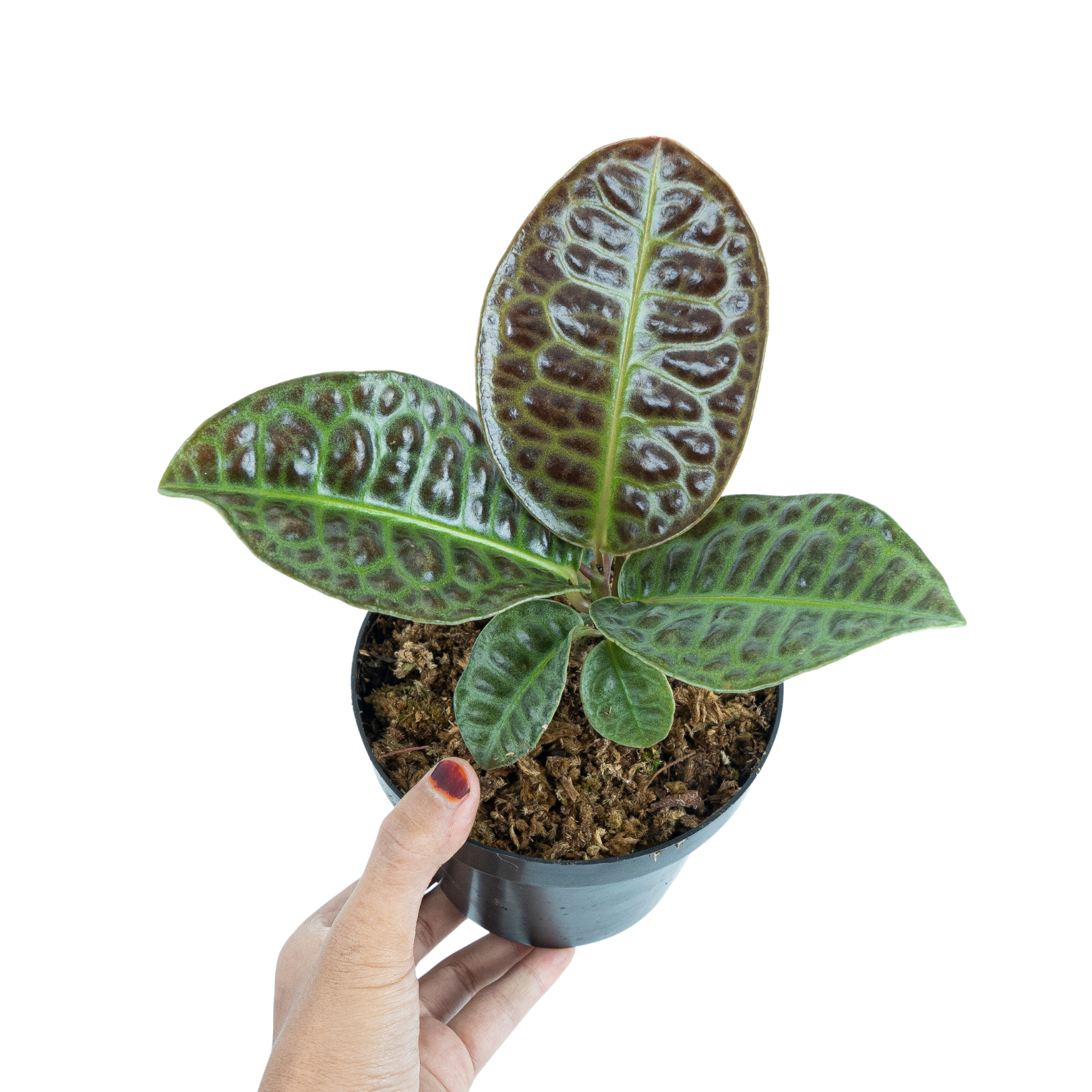 Aroid Market Labisia Turtle Back - Thumbnail 2