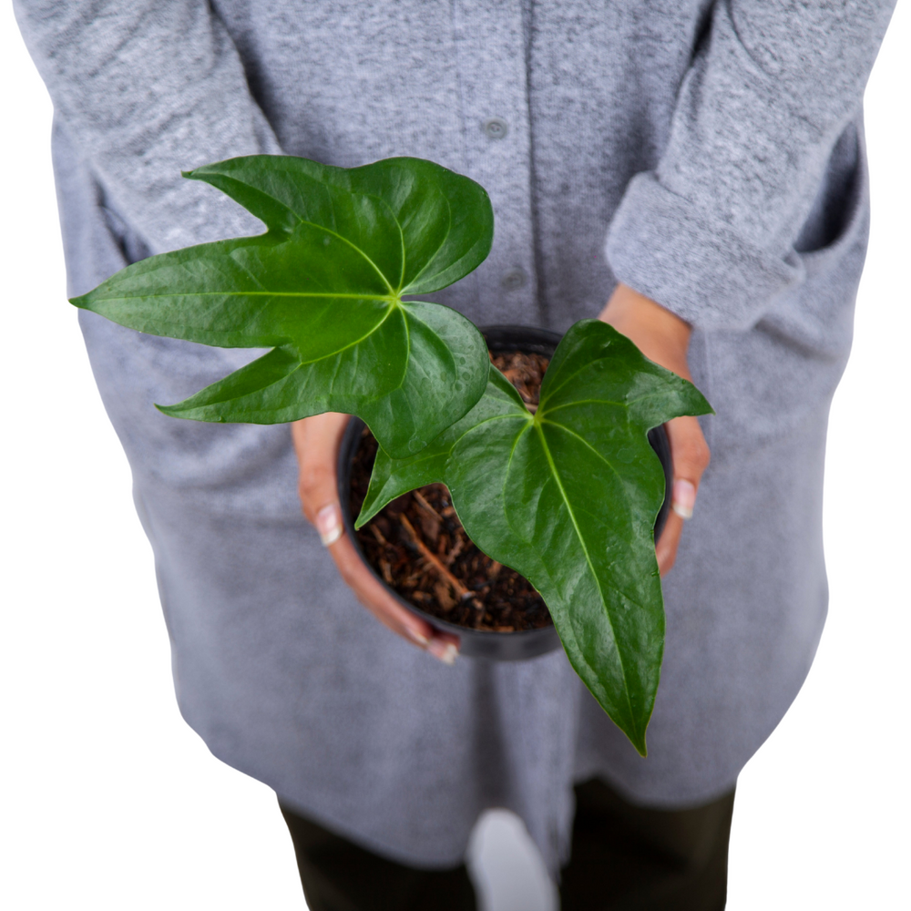 Anthurium pedatoradiatum リビングサイズ‼️ Runo Plants | Rare & Collectors' Plants | Anthurium