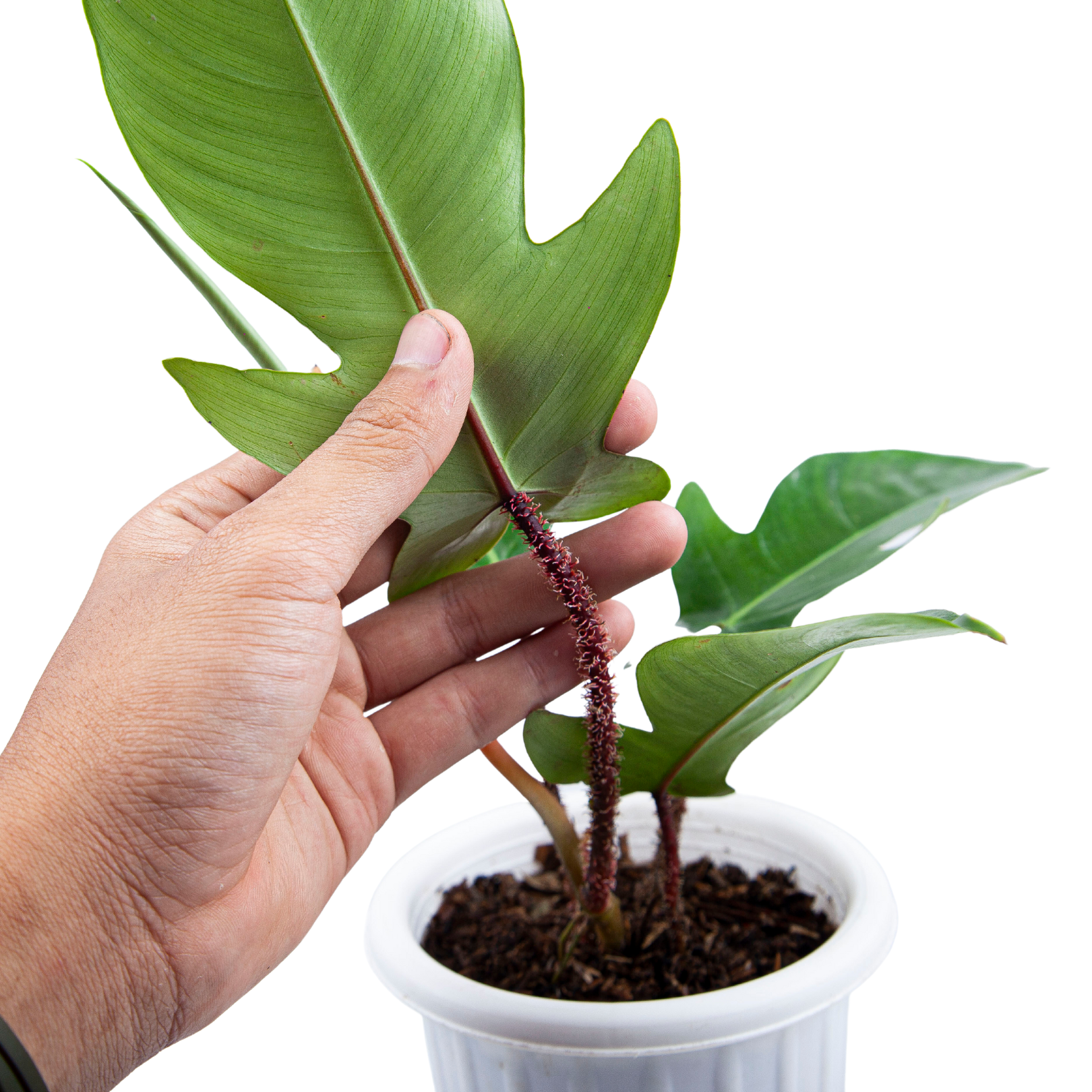 Philodendron Squamiferum