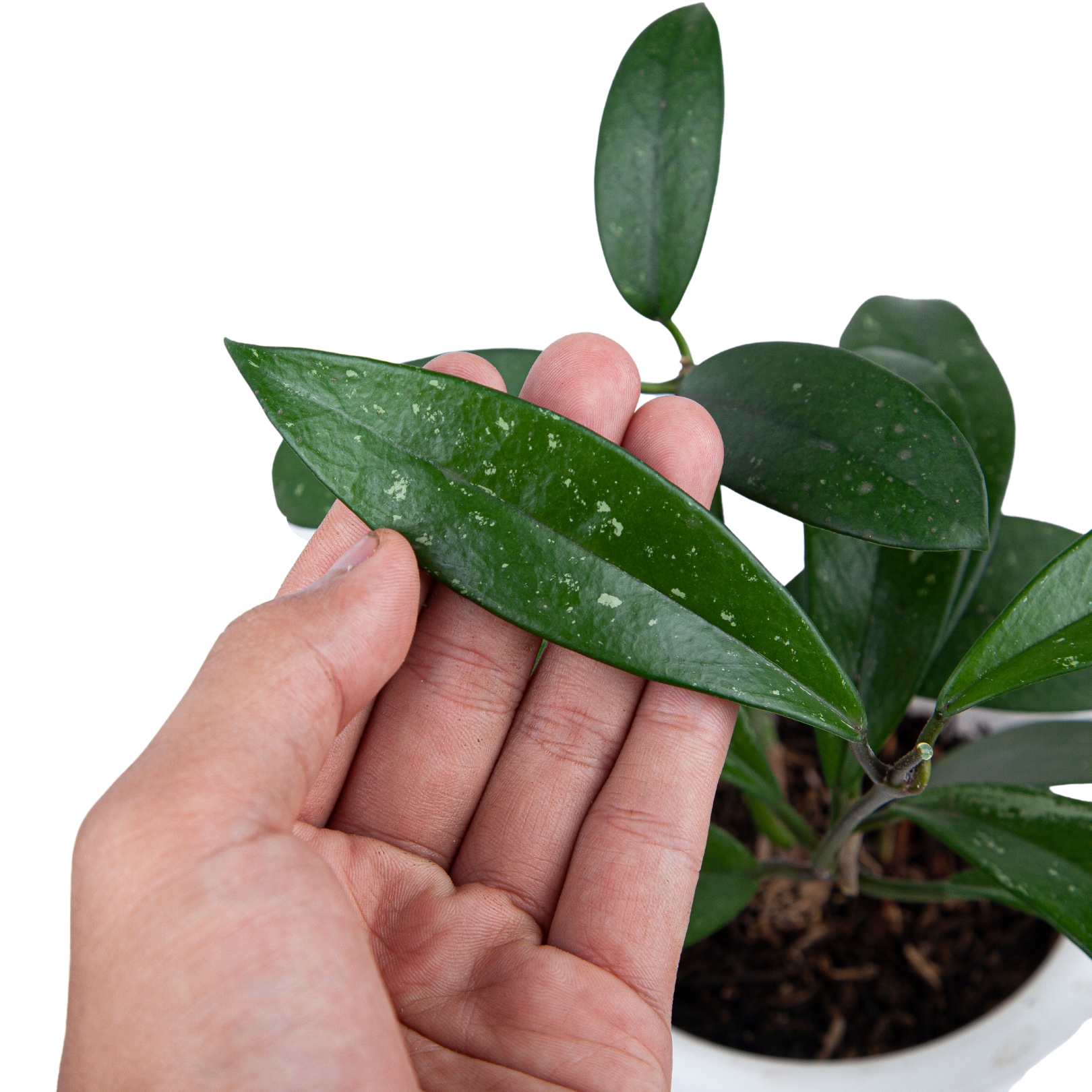 Hoya pubicalyx