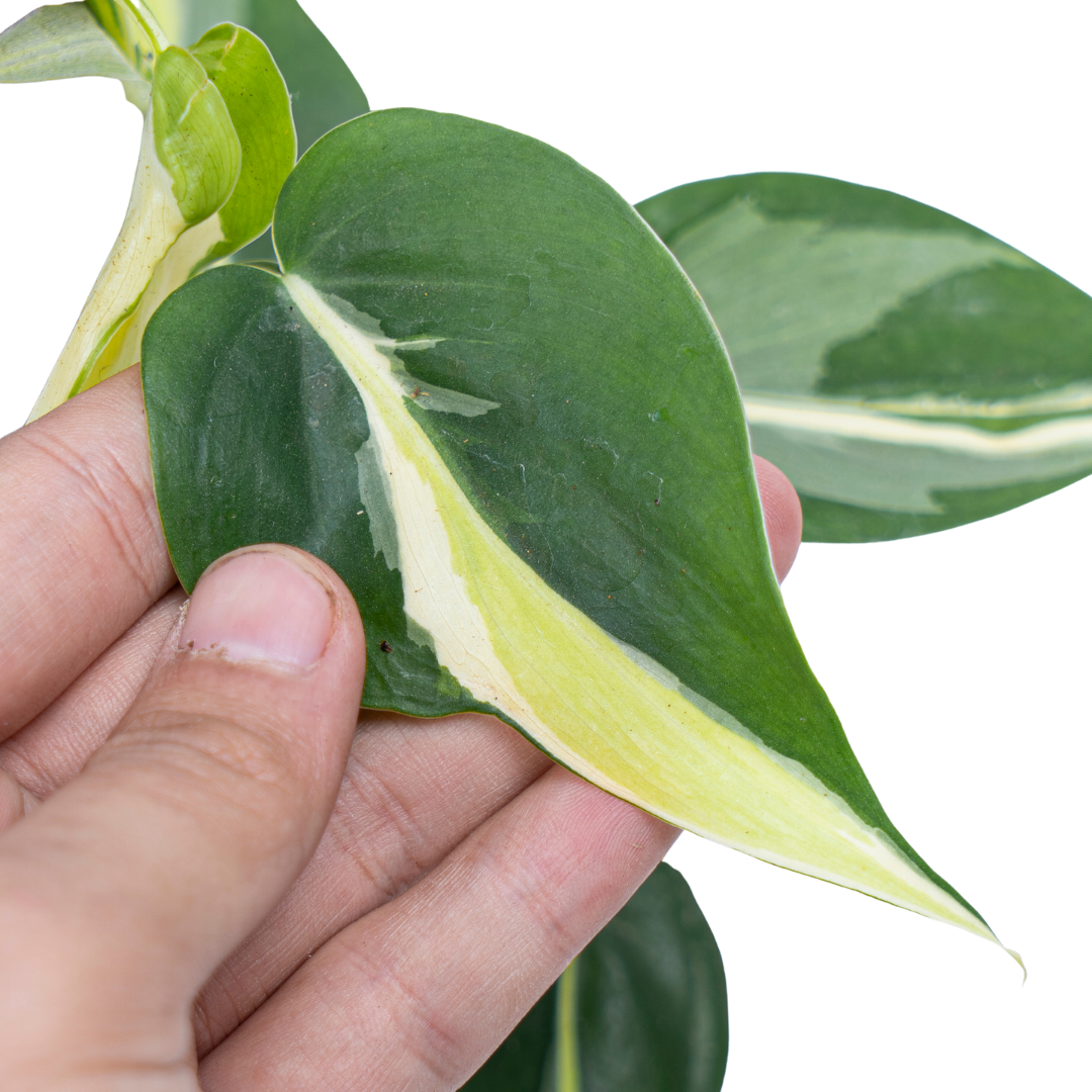 Philodendron Hederaceum 'Gabby'