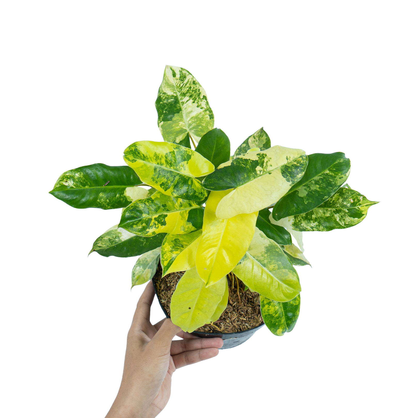 Philodendron Burle Marx Variegated - Mature size