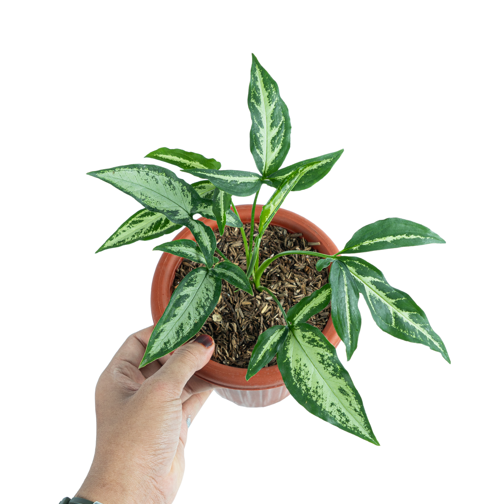 Syngonium White Ribbon