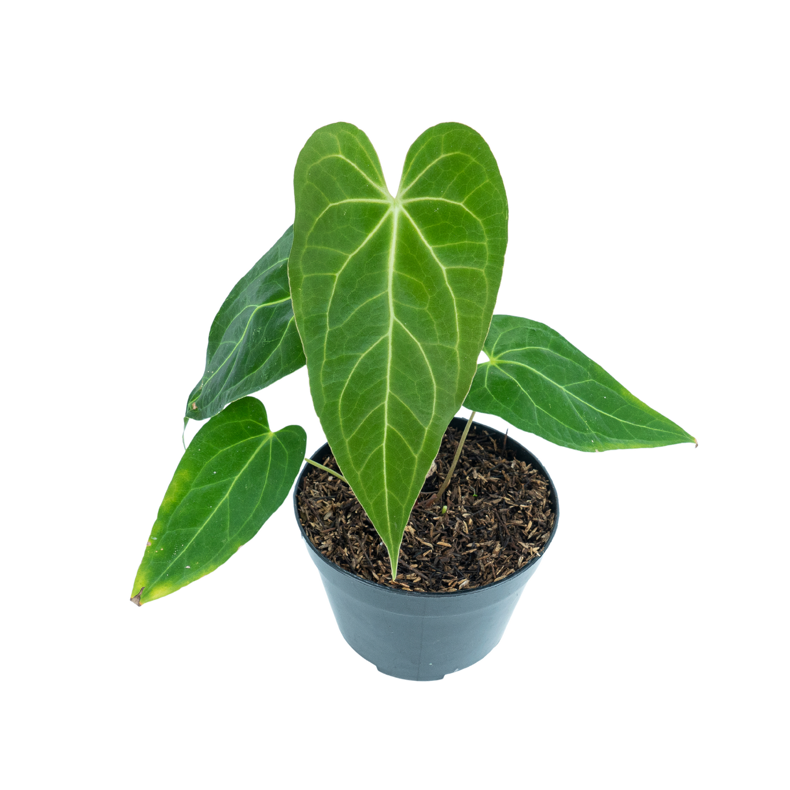 Anthurium 'Warocqueanum' 2.5号 Anthurium Warocqueanum - Mature size – Aroid Market