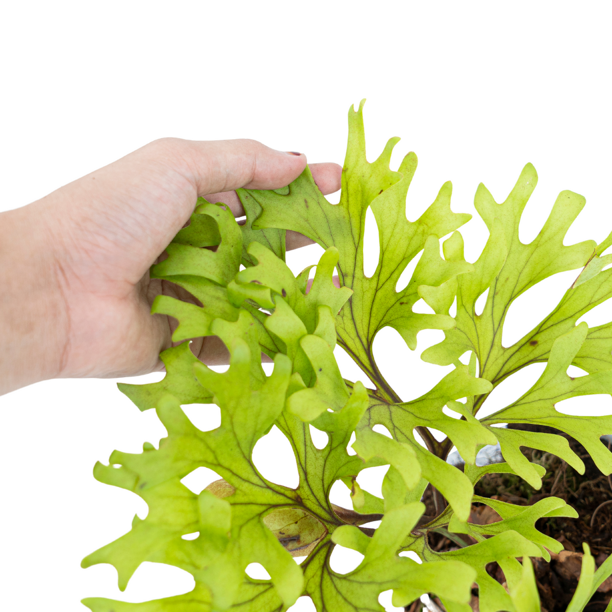 Platycerium – Aroid Market