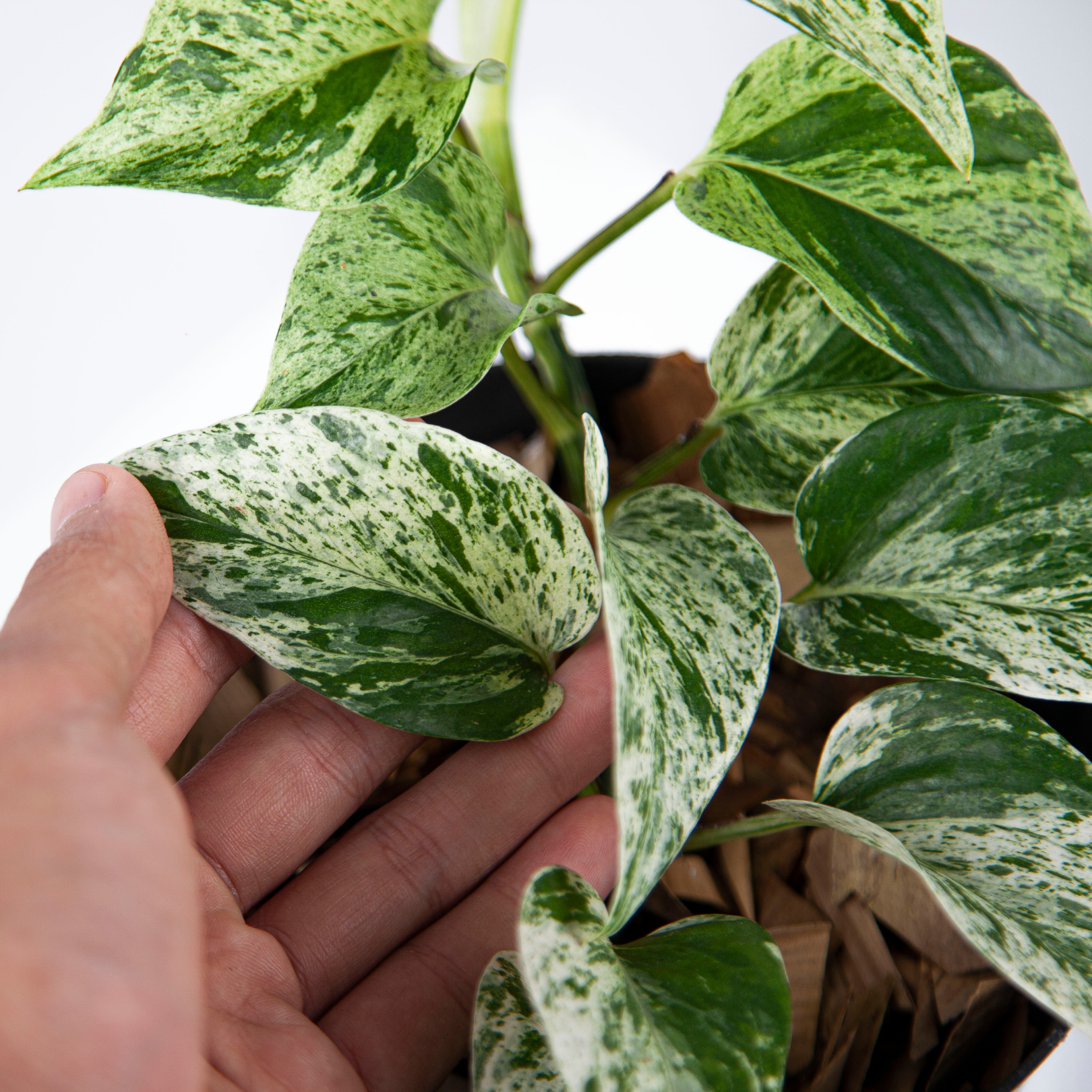 Epipremnum Aurea Marble Queen