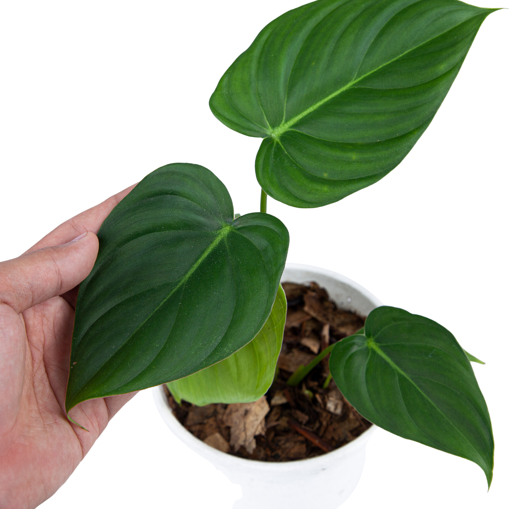 Philodendron Pastazanum