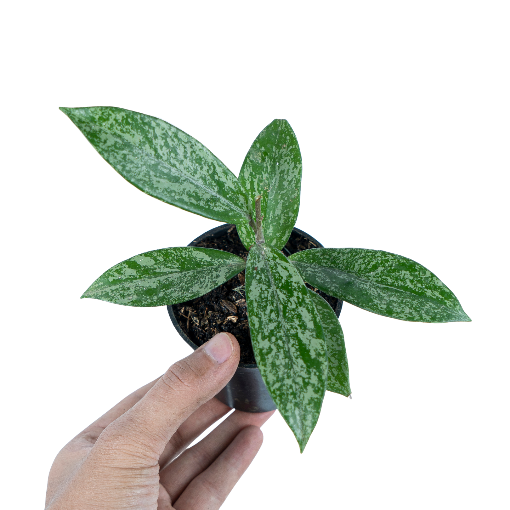 Hoya pubicalyx splash