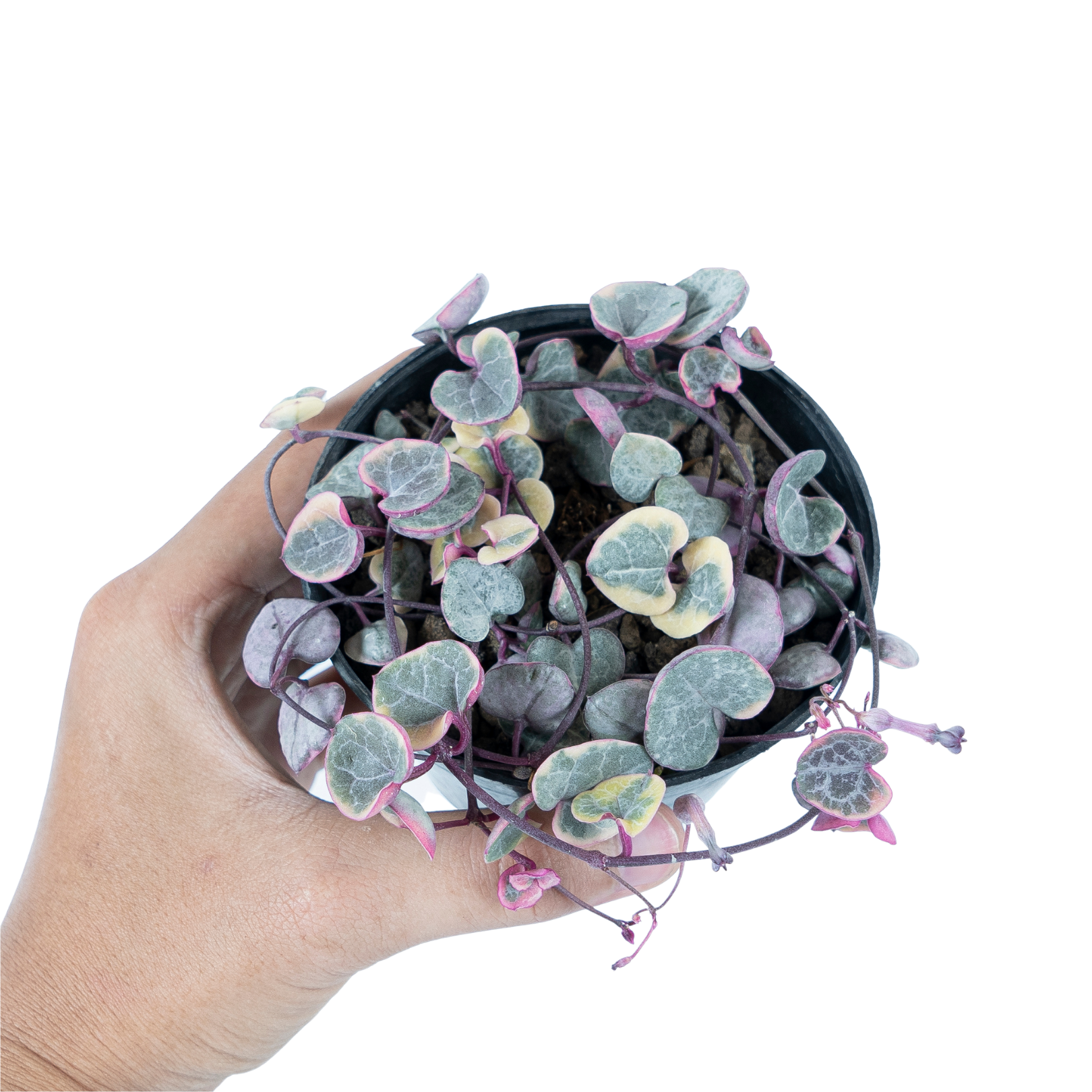 String of Heart Variegated