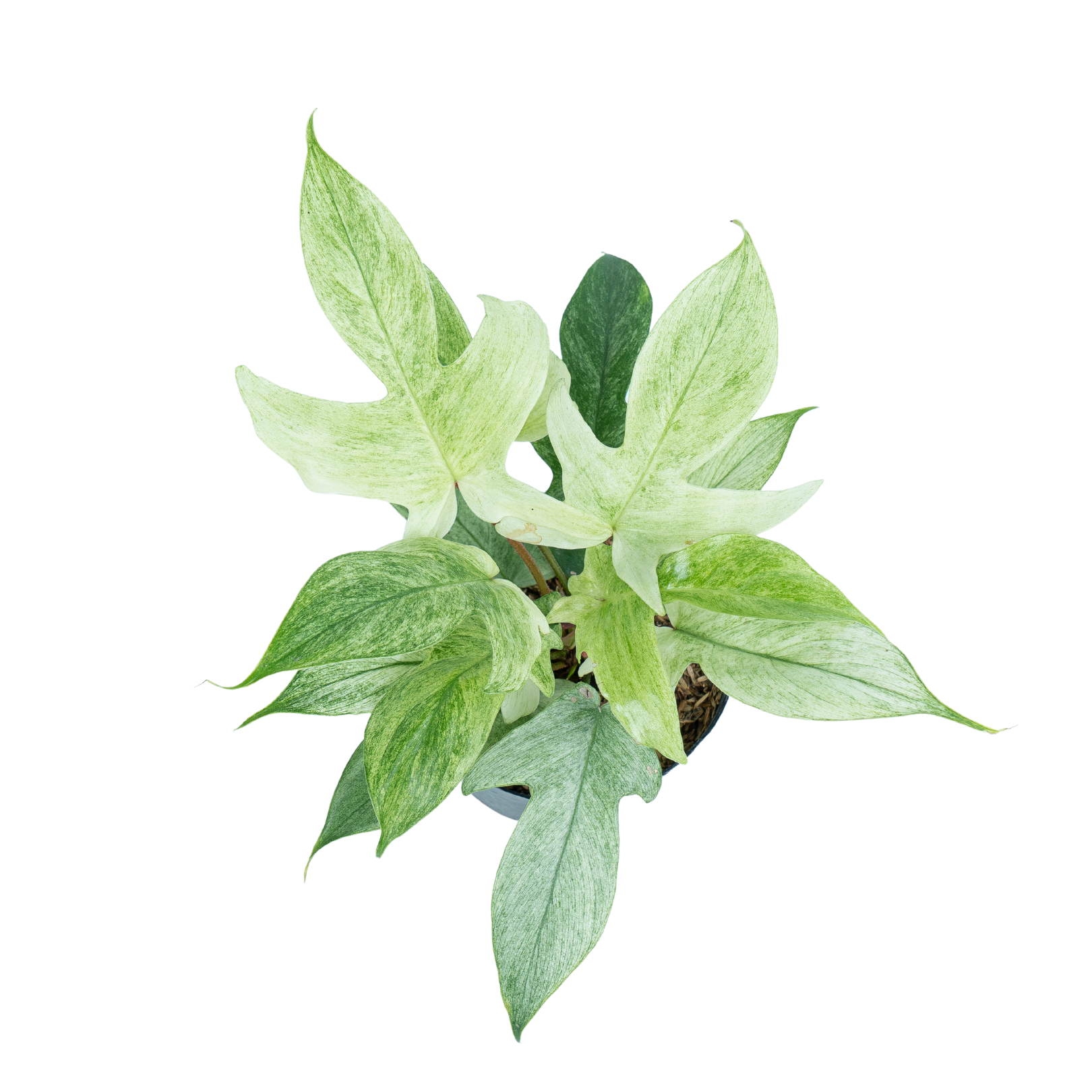 Philodendron Florida Ghost