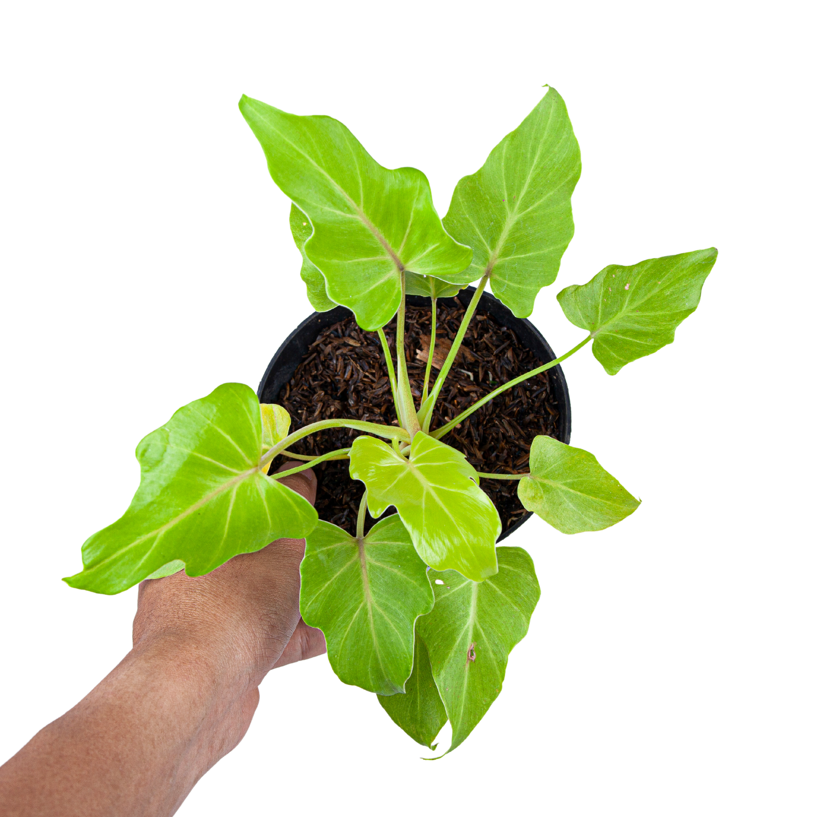 Philodendron Golden Xanadu