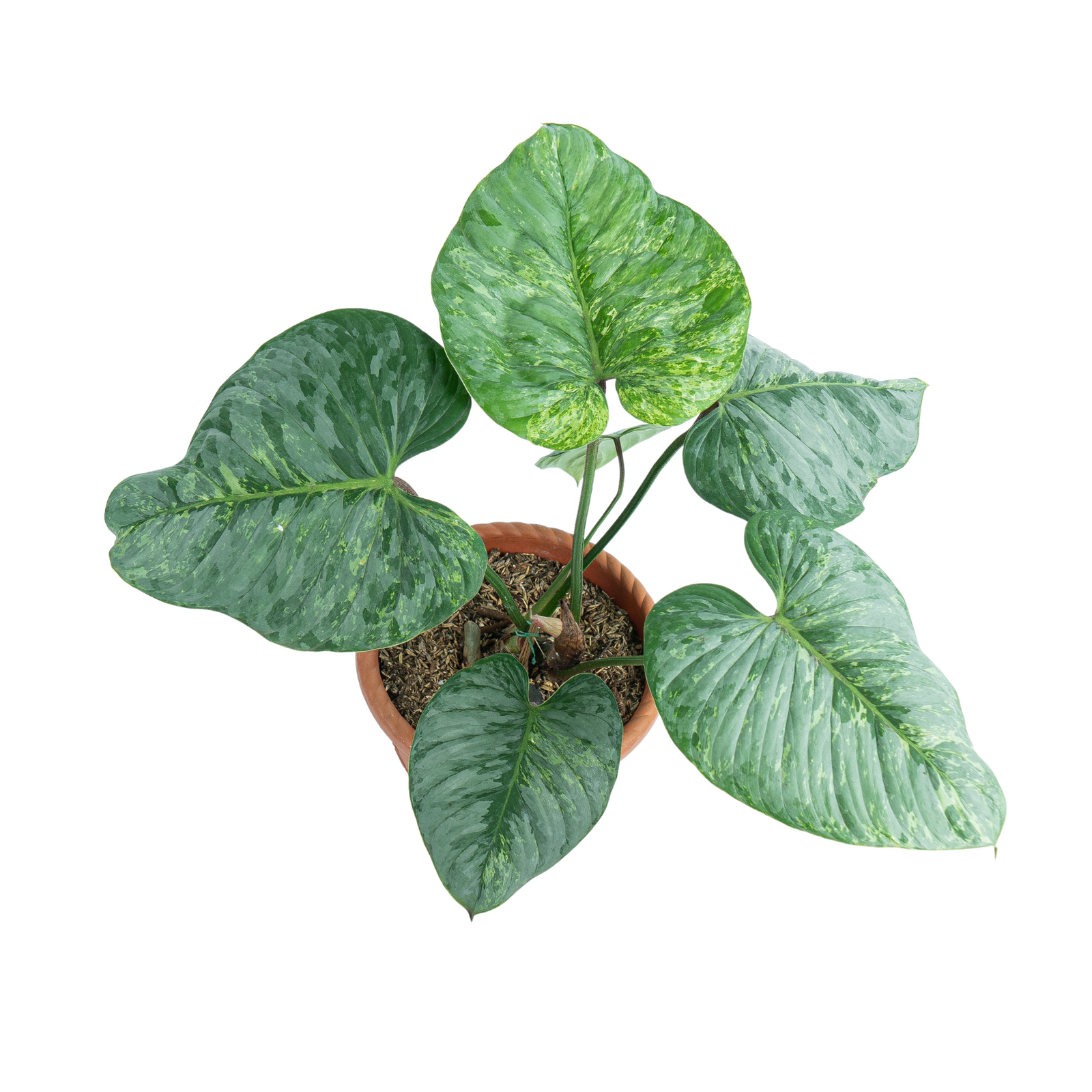 Philodendron Sodiroi Variegated ( Mature size )