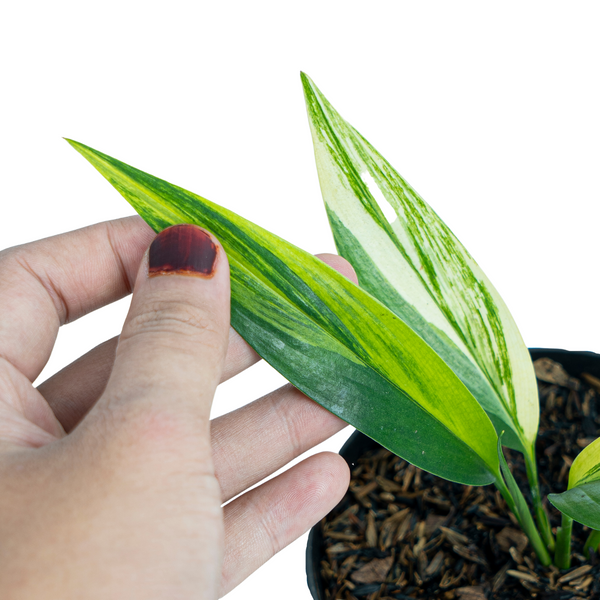 Epiprenum Plants – Aroid Market
