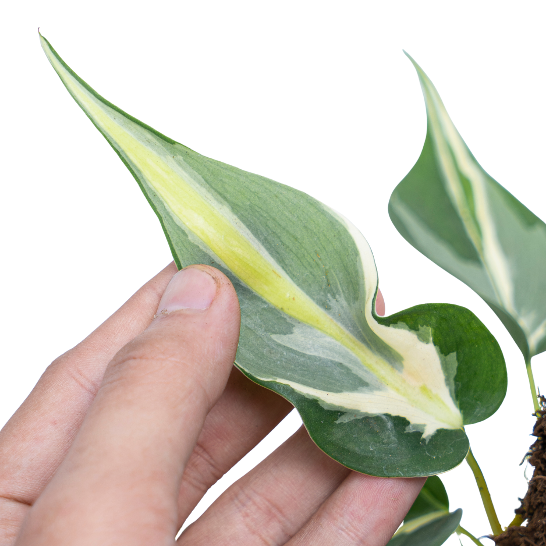 Philodendron Hederaceum 'Gabby'