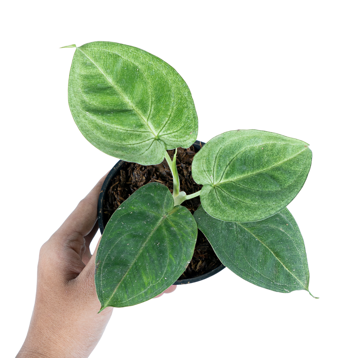 frosted heart philodendron Syngonium Frosted Heart