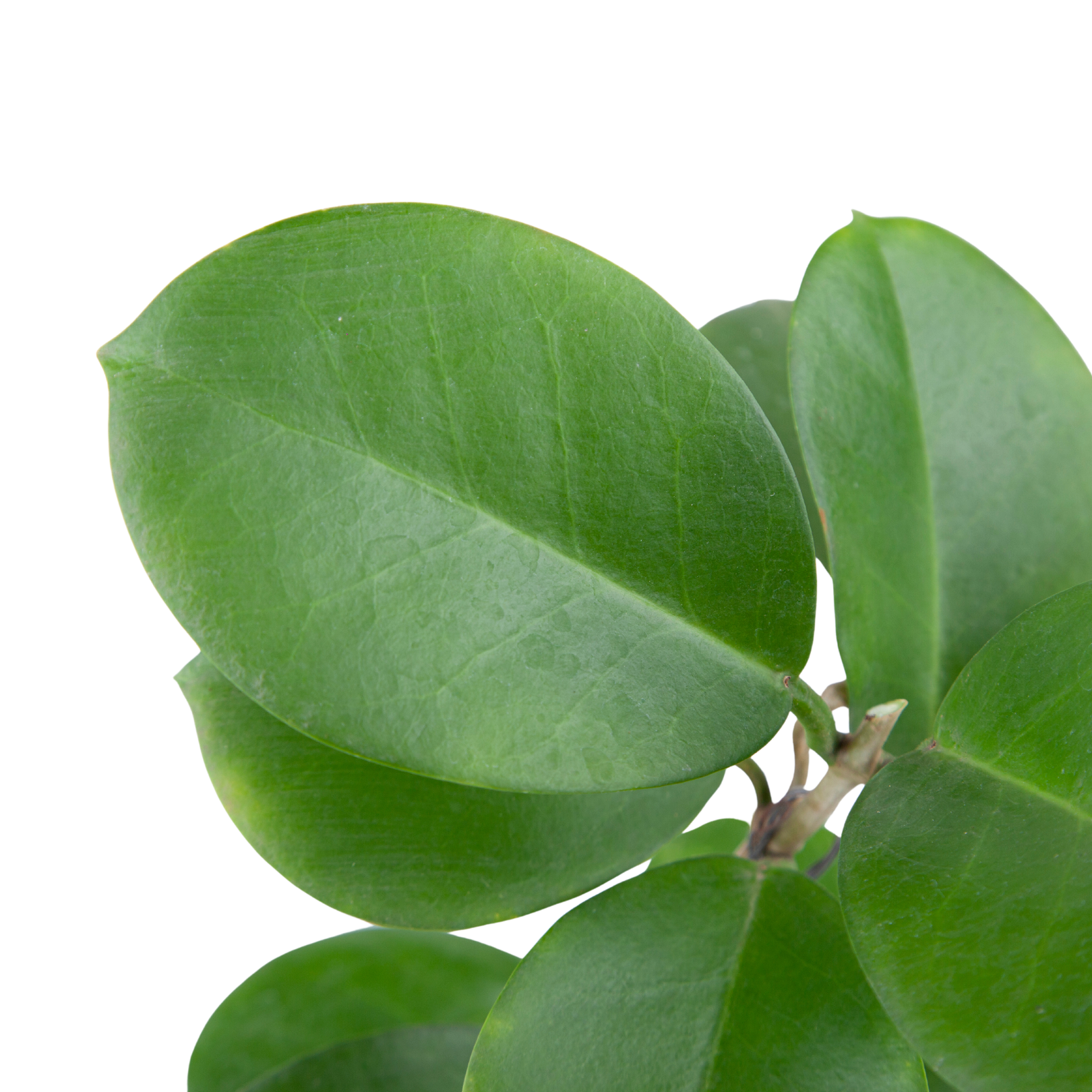 Hoya Australis