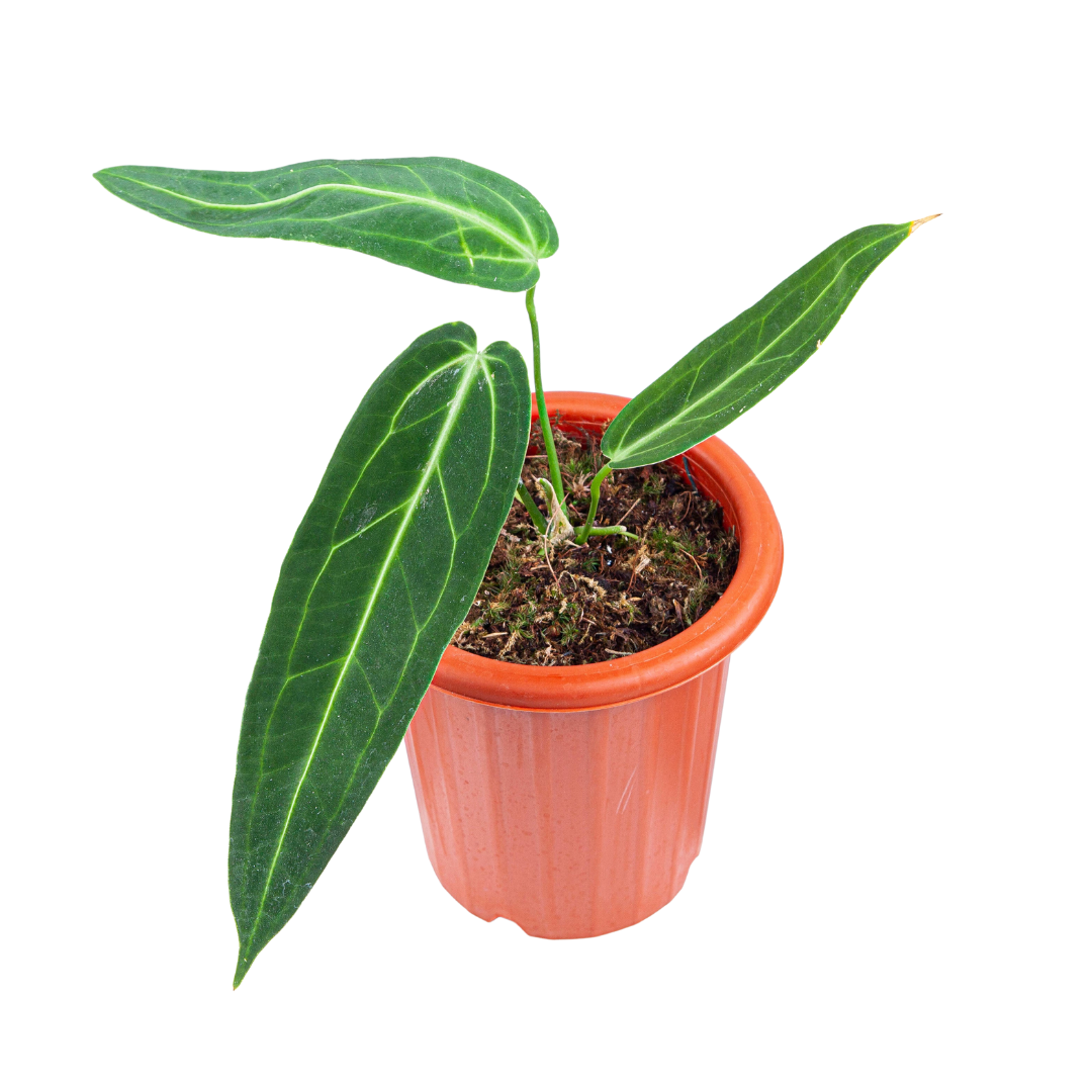 Anthurium Warocqueanum