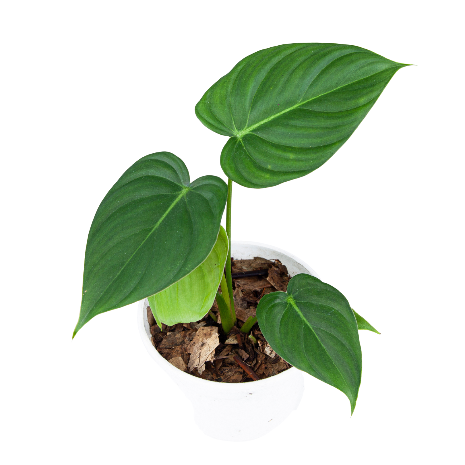Philodendron Pastazanum