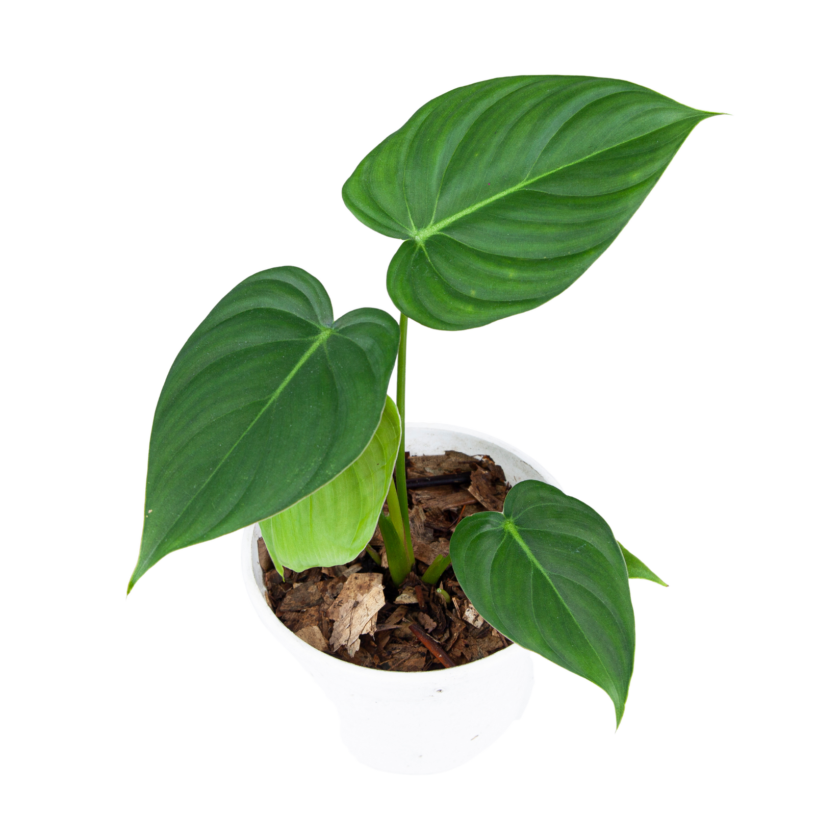 Philodendron Pastazanum Tissue popular Culture *PREORDER*