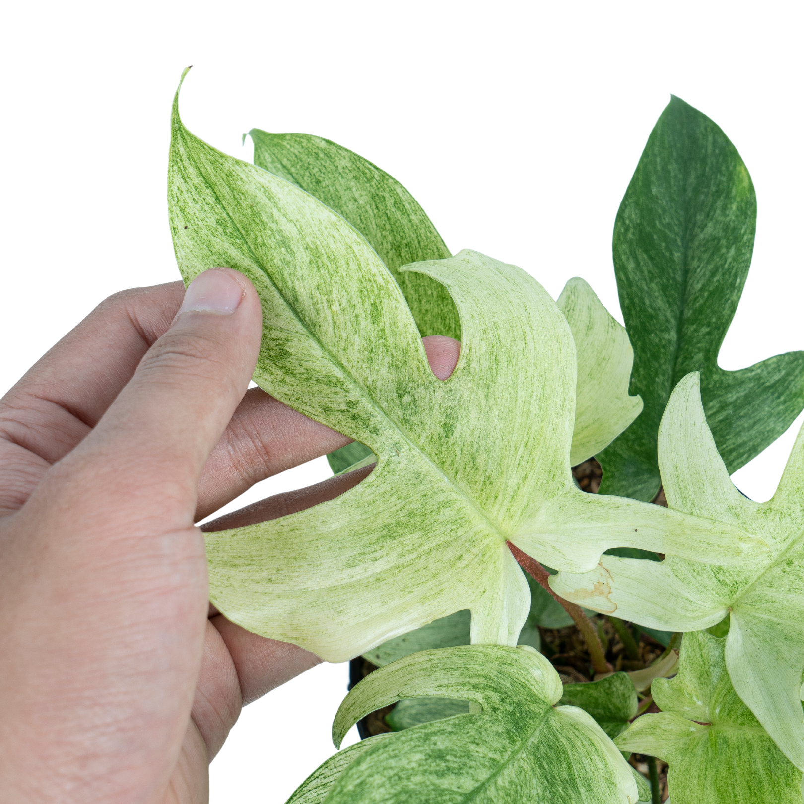 Philodendron Florida Ghost