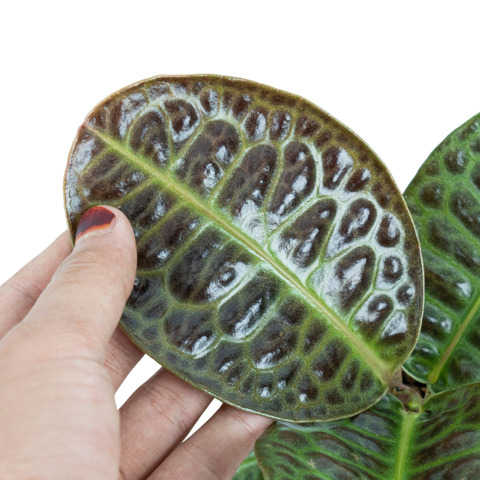 Aroid Market Labisia Turtle Back