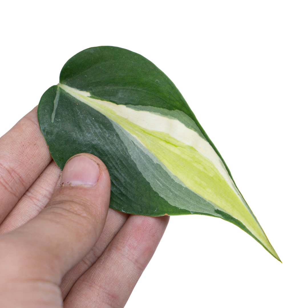 Philodendron Hederaceum 'Gabby'