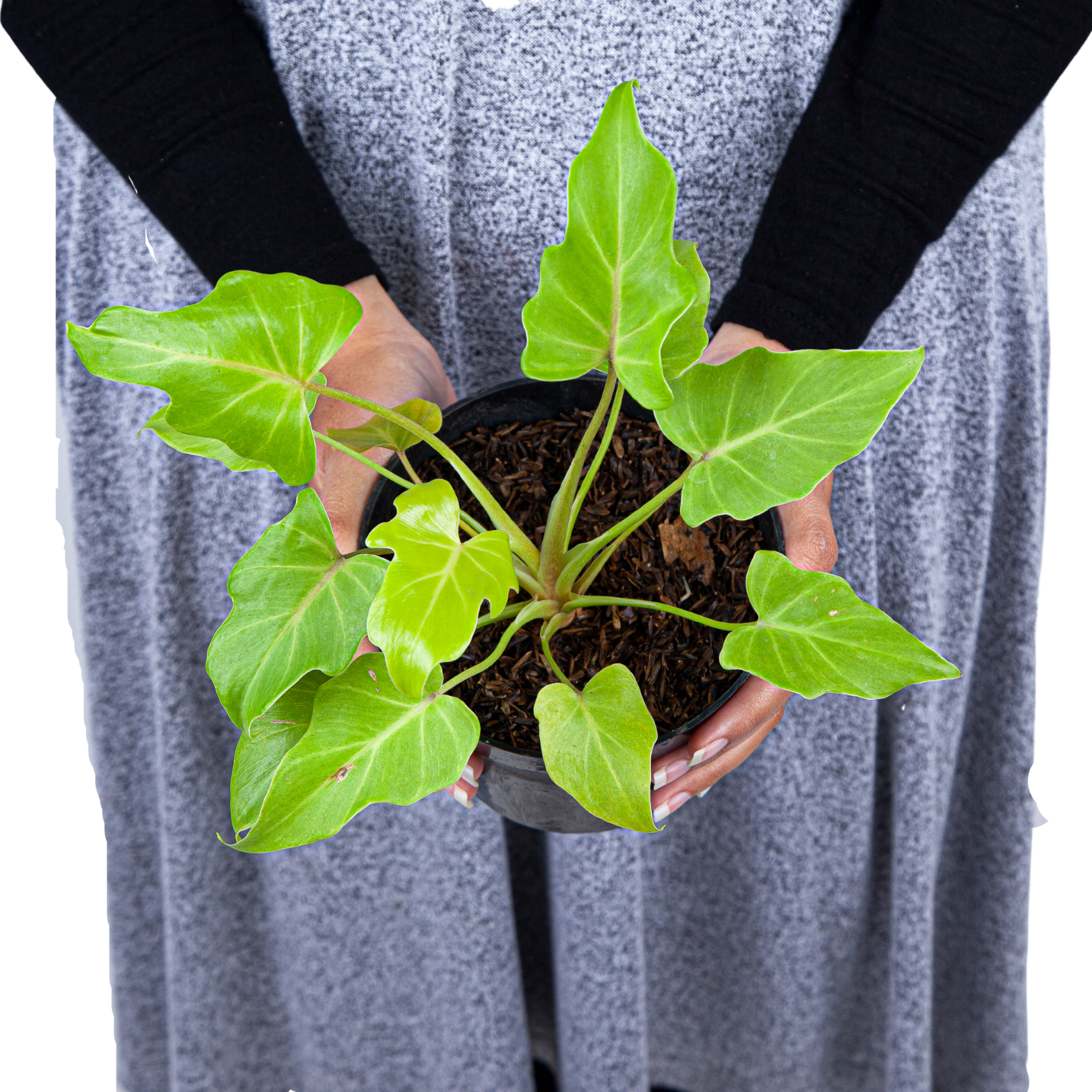 Philodendron Golden Xanadu