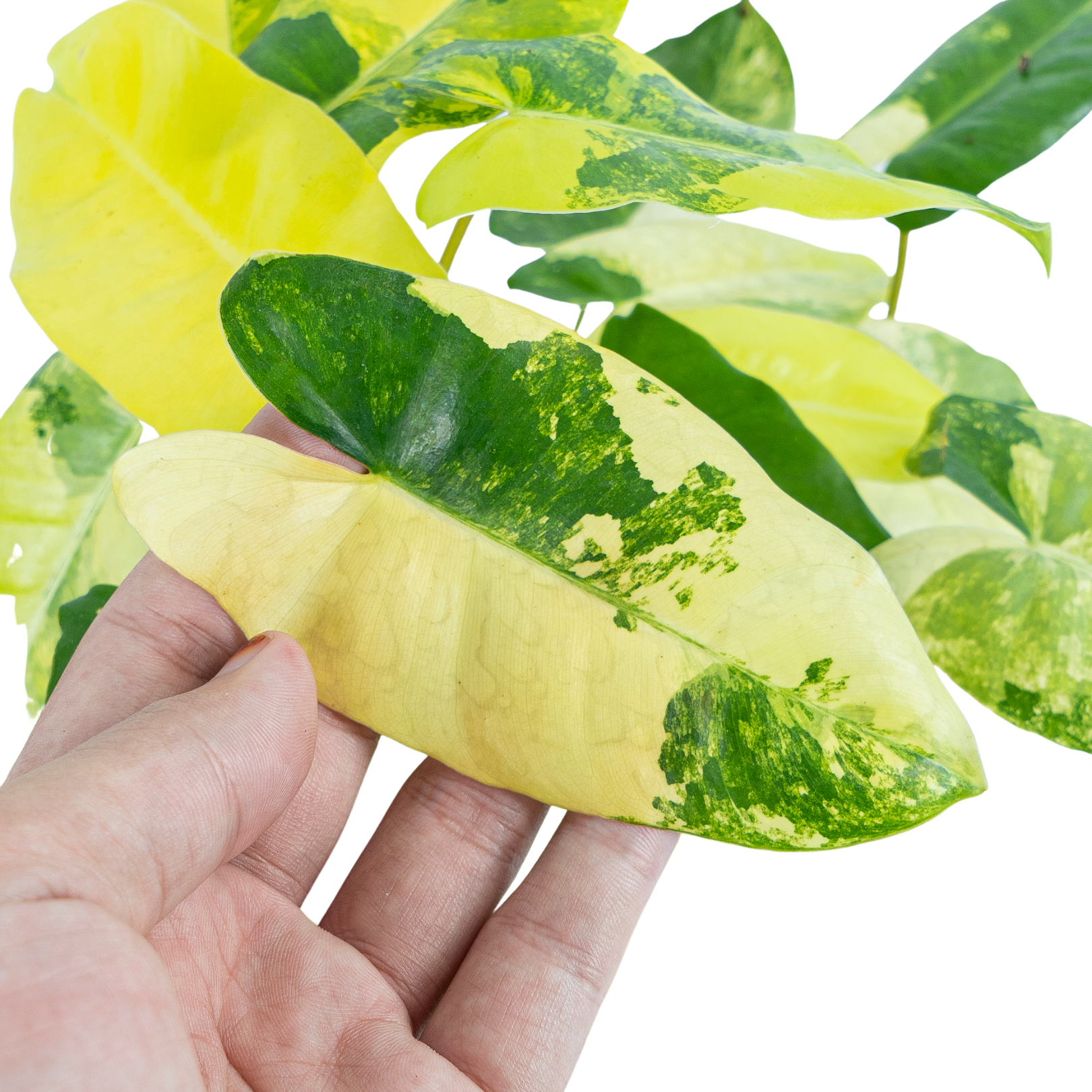 Philodendron Burle Marx Variegated - Mature size